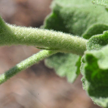 Note the stellate hairs; Malacothamnus fasciculatus, Bush Mallow Malacothamnus fasciculatus, Bush Mallow